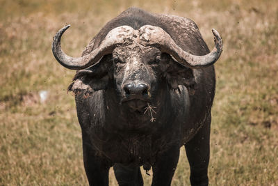 Portrait of african buffalo standing on field