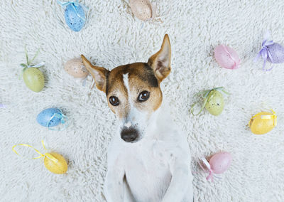 High angle portrait of dog on floor