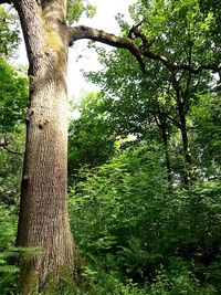 Trees in forest