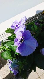 High angle view of purple flowering plant