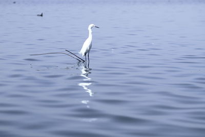 Bird in a lake