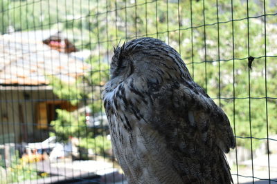 Close-up of eagle perching in cage at zoo