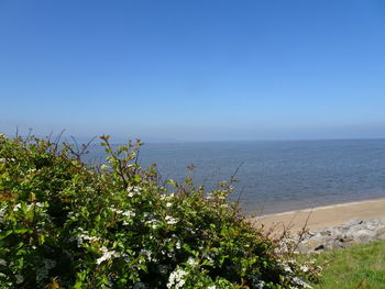 Scenic view of sea against clear blue sky