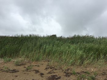 Plants growing on land against sky