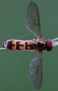 Close-up of damselfly on leaf