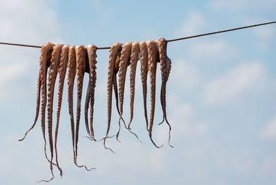 Traditional greek seafood - octopus hangs on a leash to dry