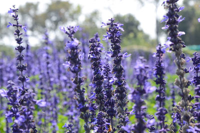 Close-up of lavender flowers