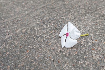 High angle view of white flower on road