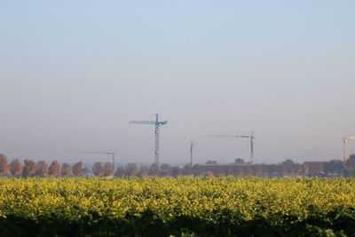 Scenic view of oilseed rape field against sky