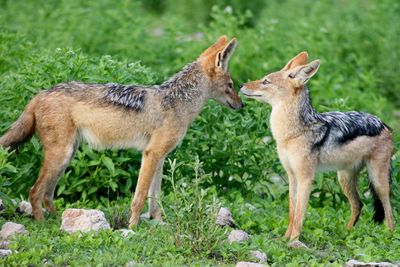 Black-backed jackals lupulella mesomelas kissing in etosha national park, namibia.