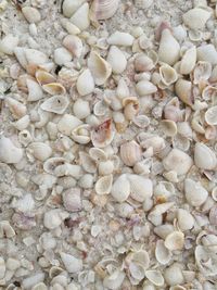 Full frame shot of seashells on beach