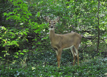 Portrait of deer standing in forest