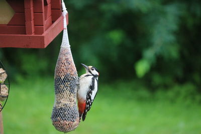 Close-up of bird perching on a feeder
