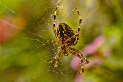 Close-up of spider on web