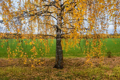 Trees in forest during autumn