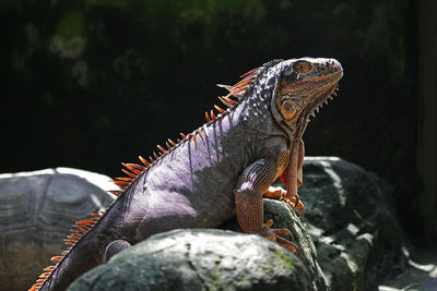 Close-up of lizard on rock