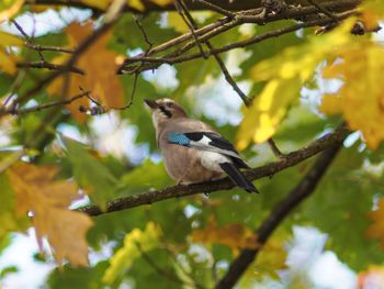 Low angle view of bird perching on branch