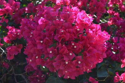 Close-up of pink flower