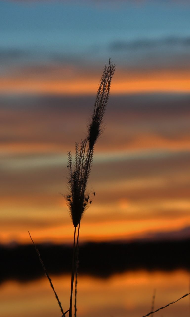 CLOSE-UP OF WHEAT PLANT AT SUNSET