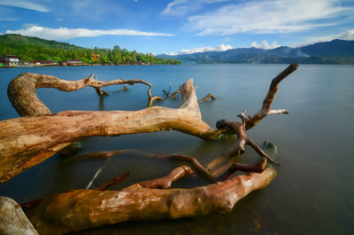 Driftwood on tree by lake against sky