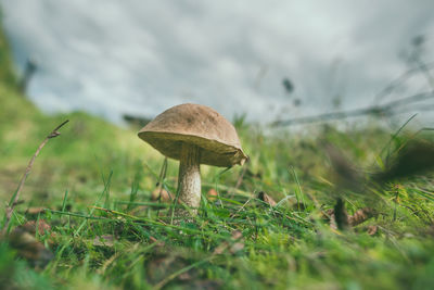 Close-up of mushroom on field