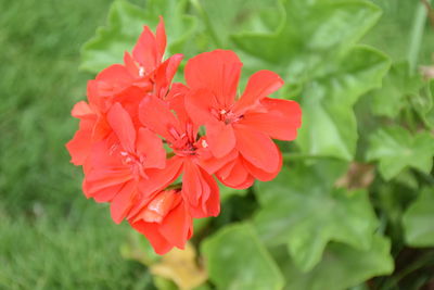 Close-up of red flowers