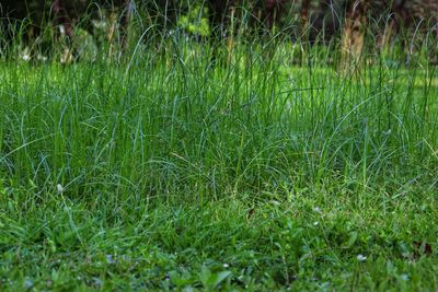 Full frame shot of grass on field