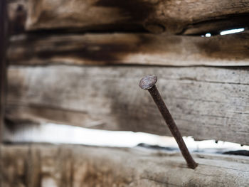 Close-up of nail on wooden fence