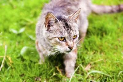 Close-up portrait of cat