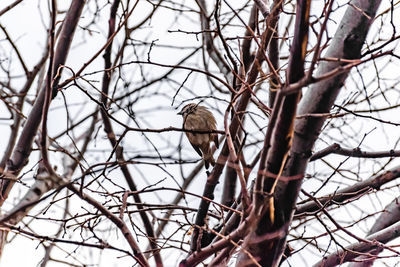 Low angle view of bird perching on bare tree