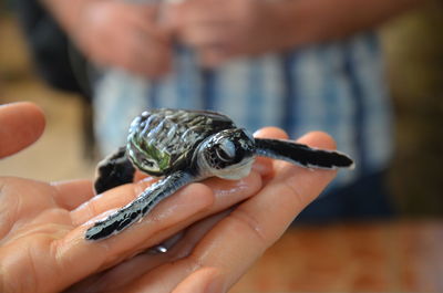 Close-up of woman holding turtle