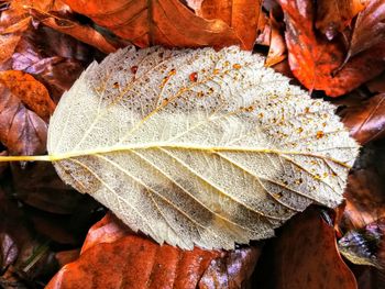 Close-up of dry maple leaves on tree