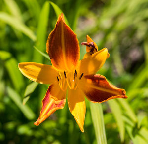 Close-up of yellow lily blooming on plant 