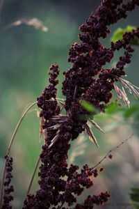 Close-up of plant against blurred background