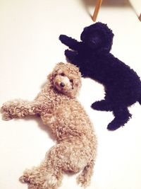 Close-up of dog playing with toy at home