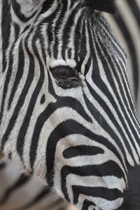 Close-up of a spider