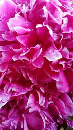 Full frame shot of wet pink rose