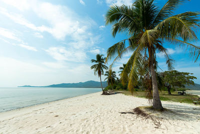 Palm trees on beach against sky