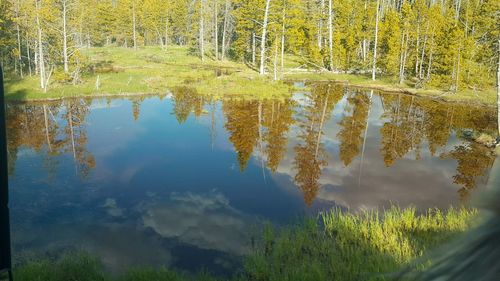 Reflection of trees in lake