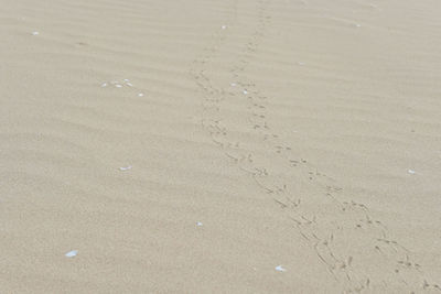 High angle view of footprints on wet sand