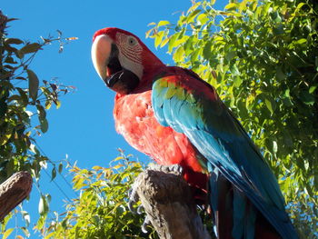 Low angle view of parrot perching on tree