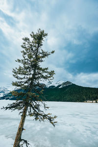 A single pine tree along the bank of lake louise with the mountain in the background.