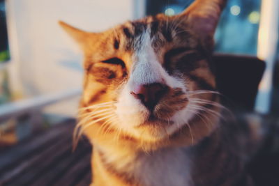 Close-up of cat looking at home