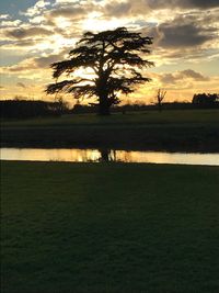 Silhouette of tree in field during sunset