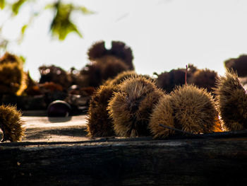 Close-up of cactus growing on field against sky