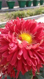 Close-up of red flowers blooming outdoors