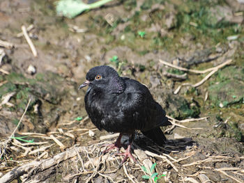 High angle view of bird perching on land