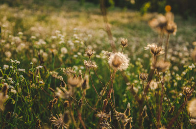Close-up of flowering plants on field
