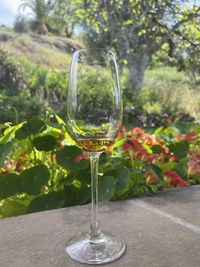 Close-up of wine glass on table