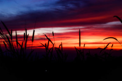 Silhouette plants against dramatic sky during sunset